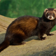 Illustration for article titled Monday Mustelid - Mustela eversmannii Edition